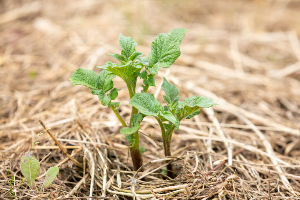 Pacciamatura per la copertura del suolo, agricoltura rigenerativa | La Era Nuova