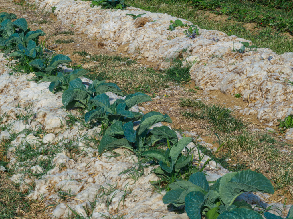 Pacciamatura di Lana, orto sinergico, orto biointensivo, agricoltura rigenerativa, La era nuova, permacultura