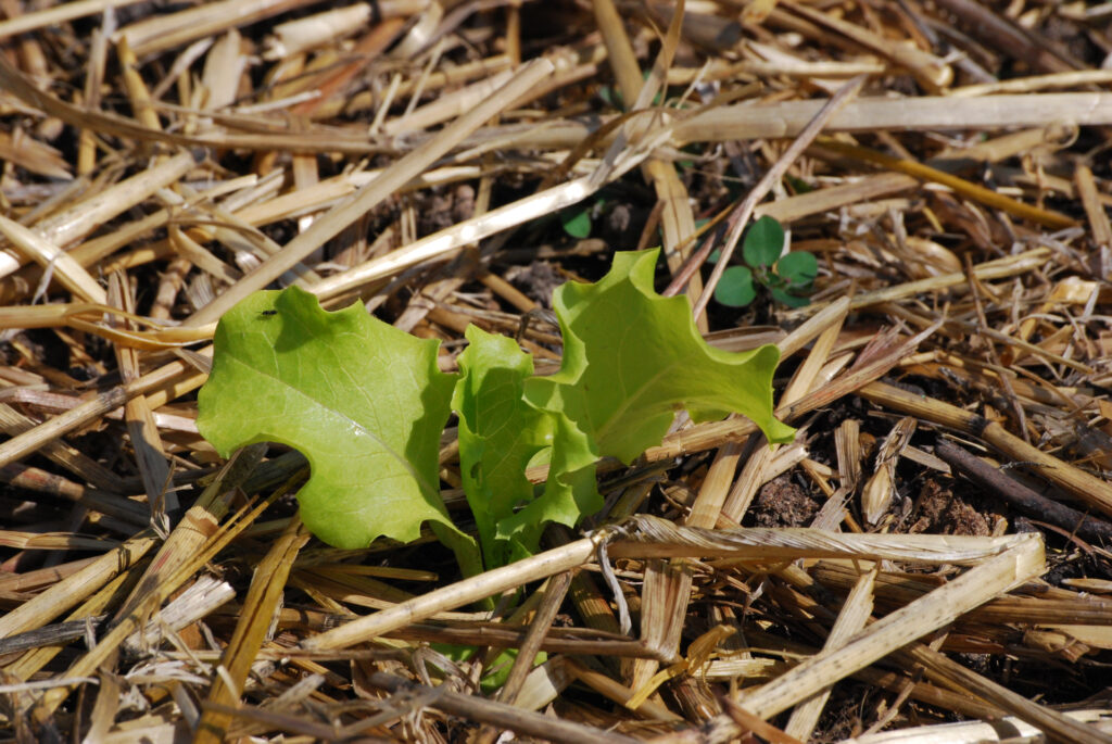 Pacciamatura con Fieno, pacciamatura lattuga, permacultura, orto biodinamico, agricoltura sostenibile, rigenerazione del suolo