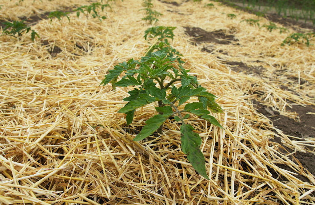 Pacciamatura nei pomodori, pacciamatura di paglia, agricoltura biologica, rigenerazione del suolo, permacultura